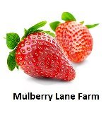 Mulberry Lane Farms 4 Soft White Wheat Berries Pounds Kernels, USDA Certified Organic, Non-GMO Bulk, Product of USA