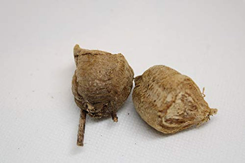 TruBlu Supply 32oz Two Extra Large Live Chinese Ootheca Praying Mantis Egg Cases + Praying Mantis Crystal Clear