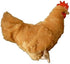12" Adore Standing Buffy The Hen Chicken Plush Stuffed Animal Toy