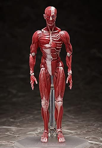 FREEing Human Anatomical Model Figma Action Figure, Multicolor