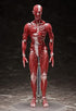FREEing Human Anatomical Model Figma Action Figure, Multicolor