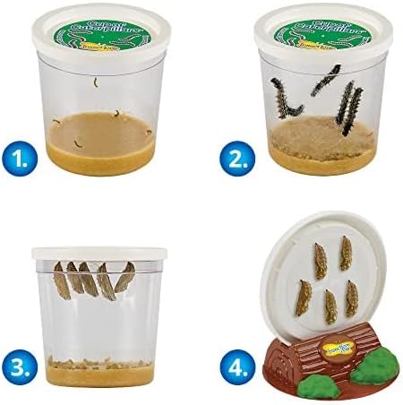 Insect Lore Butterfly Garden Gift Set, 8" Habitat with Live Cup of Caterpillars, Life Science & STEM Education Kit