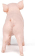 Papo Hand-Painted Farmyard Friends Female Piglet Figurine - 51136 - Collectible for Children 3 Years and Up, Pink