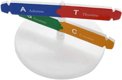 DNA Kit Self Double Helix Model, Assembling Display Stand for Biological Teaching and Learning