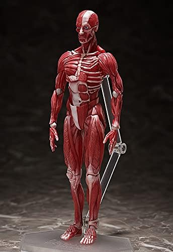 FREEing Human Anatomical Model Figma Action Figure, Multicolor