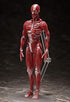 FREEing Human Anatomical Model Figma Action Figure, Multicolor