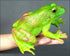 Gemini&Genius Tree Frog Toy Figure for Kids, Realistic Hand Painted Bullfrog Action Figure