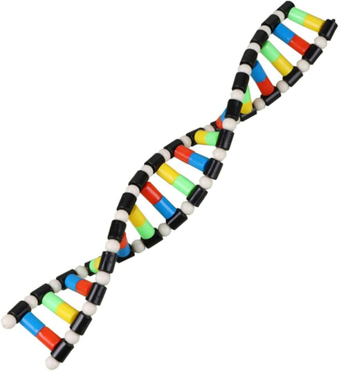 ibasenice DNA Model Kit, Double Helix Assembling Instrument for Science Class, 3D Teaching Tool for Kids