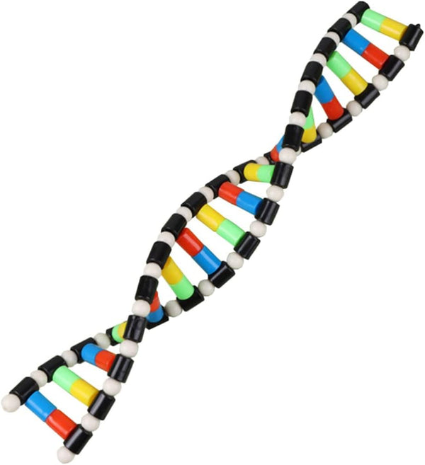 ibasenice DNA Model Kit, Double Helix Assembling Instrument for Science Class, 3D Teaching Tool for Kids