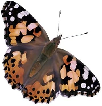 18 Inch 5 Insect Lore Giant Butterfly Garden with Voucher | Habitat | Life Cycle Figurines Included | Voucher to Redeem