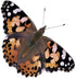 18 Inch 5 Insect Lore Giant Butterfly Garden with Voucher | Habitat | Life Cycle Figurines Included | Voucher to Redeem