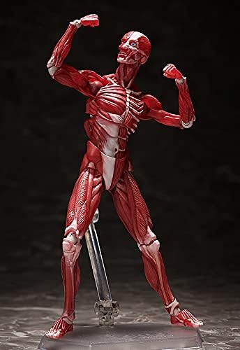 FREEing Human Anatomical Model Figma Action Figure, Multicolor
