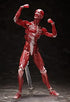 FREEing Human Anatomical Model Figma Action Figure, Multicolor