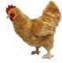 12" Adore Standing Buffy The Hen Chicken Plush Stuffed Animal Toy
