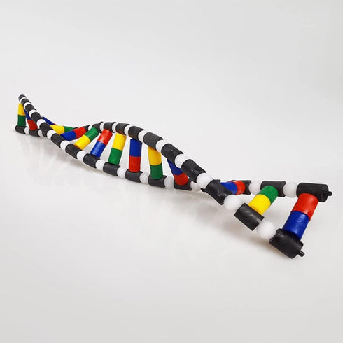 ibasenice DNA Model Kit, Double Helix Assembling Instrument for Science Class, 3D Teaching Tool for Kids