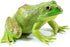 Gemini&Genius Tree Frog Toy Figure for Kids, Realistic Hand Painted Bullfrog Action Figure