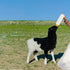 Goat Nipple and Bottles Set - 25 Pieces Small Animal Milk Drink Kit with 400 ml Lamb Feeding Bottle (White)