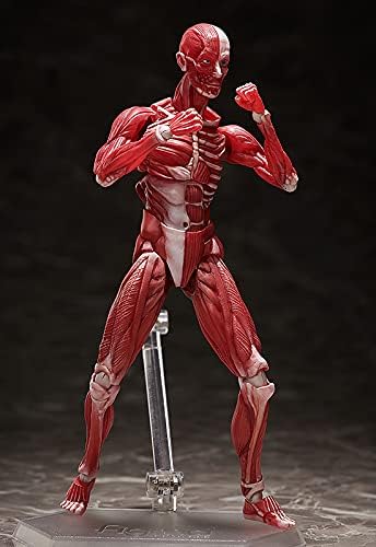 FREEing Human Anatomical Model Figma Action Figure, Multicolor