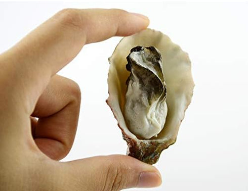 Kmiunty 8Pcs Artificial Oysters Shellfish Seafood Model Photography Prop for Home Kitchen Party Decoration (A)