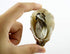 Kmiunty 8Pcs Artificial Oysters Shellfish Seafood Model Photography Prop for Home Kitchen Party Decoration (A)