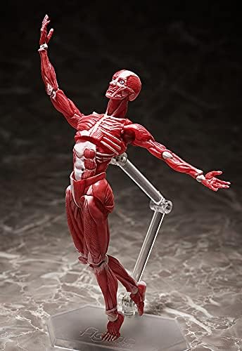 FREEing Human Anatomical Model Figma Action Figure, Multicolor