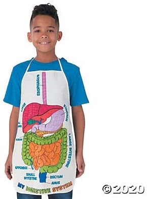 Fun Express Color Your Own Digestive System and Organs Canvas Aprons - 12 Pieces for Kids Learning