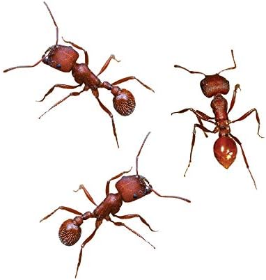 Insect Lore Two Tubes of Live Ants - 50 Live Harvester Ants with Ant Life Cycle Stages Figurines