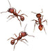 Insect Lore Two Tubes of Live Ants - 50 Live Harvester Ants with Ant Life Cycle Stages Figurines