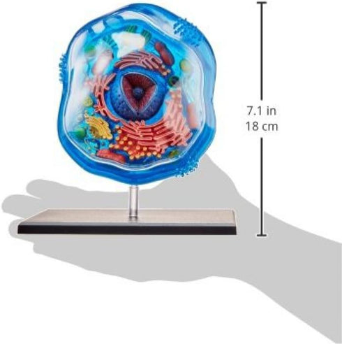 Famemaster 4D-Science Animal Cell Anatomy Model, Coral, Black, Mint Green, Beige, Gold, Rose Gold