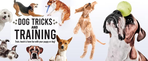 Hinkler Dog Tricks and Training Box Set, Pet Care Guide, Dog Training Essentials, Access to Online Training Videos,