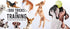 Hinkler Dog Tricks and Training Box Set, Pet Care Guide, Dog Training Essentials, Access to Online Training Videos,