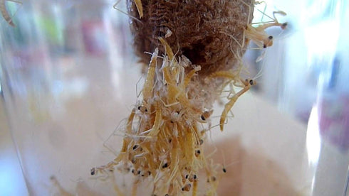 TruBlu Supply 32oz Two Extra Large Live Chinese Ootheca Praying Mantis Egg Cases + Praying Mantis Crystal Clear
