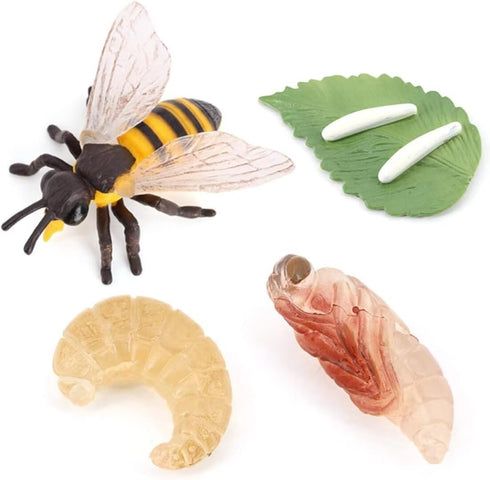 Bee Growth Cycle, Biological Model for Kids Education, Lifelike Bee Life Cycle Model Set for Insect Themed Party Favors
