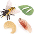 Bee Growth Cycle, Biological Model for Kids Education, Lifelike Bee Life Cycle Model Set for Insect Themed Party Favors