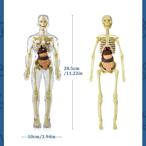 Kids Anatomy Toys Interactive Human Body Model, 11.22 Inch DIY Assembled Human Torso Organ Model for Kids Children Learning Science Anatomy, Ages 6+ (Fully Transparent)