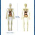 Kids Anatomy Toys Interactive Human Body Model, 11.22 Inch DIY Assembled Human Torso Organ Model for Kids Children Learning Science Anatomy, Ages 6+ (Fully Transparent)