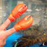 Mcphee Archie Finger Lobster Claws, Pack of 2