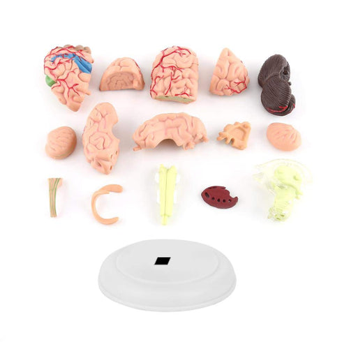Akozon Disassembled Human Brain Model, 4D Human Brain Structure Anatomy Medical Teaching Tool