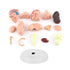 Akozon Disassembled Human Brain Model, 4D Human Brain Structure Anatomy Medical Teaching Tool