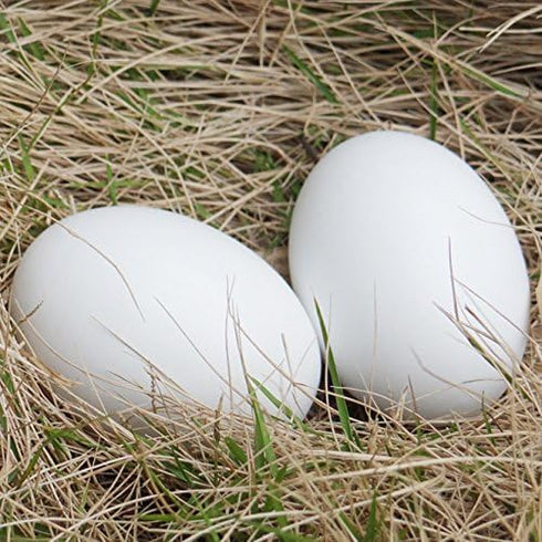 Eggs-6 Masterproofing Wooden Fake Eggs, Easter Pieces (White)