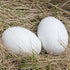 Eggs-6 Masterproofing Wooden Fake Eggs, Easter Pieces (White)
