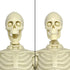 8 Inch Figures Toy Company Super Articulated Skeleton Action Figure