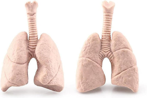 Mini Human Organ Set, 8 Piece 3D Human Anatomy Model for Kids, Mini Body Parts Sets, Anatomy and Physiology Study Tools