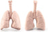 Mini Human Organ Set, 8 Piece 3D Human Anatomy Model for Kids, Mini Body Parts Sets, Anatomy and Physiology Study Tools