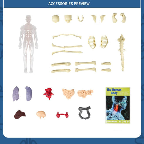 Kids Anatomy Toys, Interactive 11.22 Inch DIY Assembled Human Body Model for Learning Science Anatomy, Ages 6+