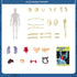 Kids Anatomy Toys, Interactive 11.22 Inch DIY Assembled Human Body Model for Learning Science Anatomy, Ages 6+