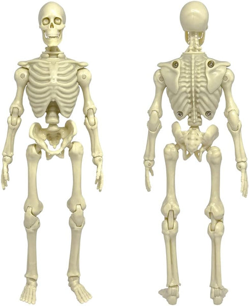 Figures Toy Company Super Articulated 8 Inch Skeleton Action Figure