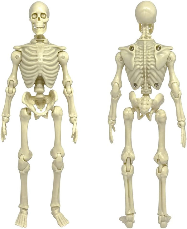 Figures Toy Company Super Articulated 8 Inch Skeleton Action Figure