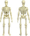 Figures Toy Company Super Articulated 8 Inch Skeleton Action Figure
