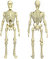 Figures Toy Company Super Articulated 8 Inch Skeleton Action Figure